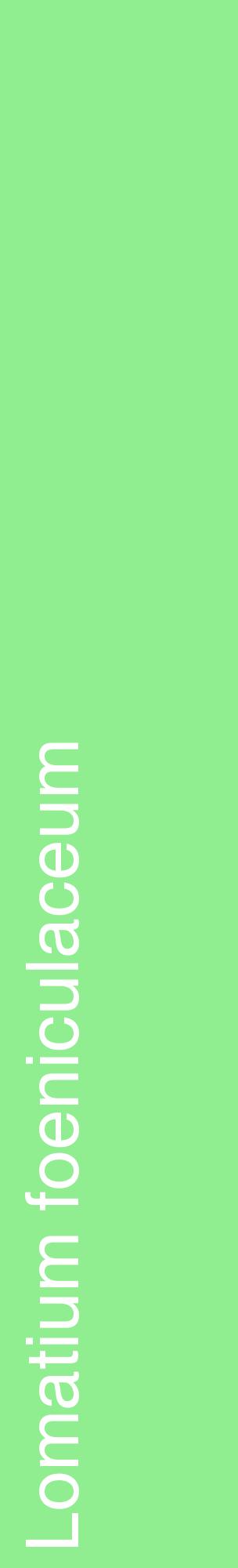Étiquette de : Lomatium foeniculaceum - format c - style blanche15_basiquehel avec comestibilité