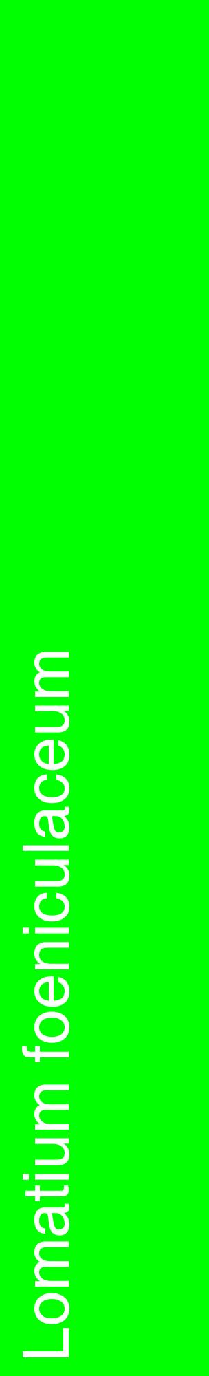 Étiquette de : Lomatium foeniculaceum - format c - style blanche16_basiquehel avec comestibilité