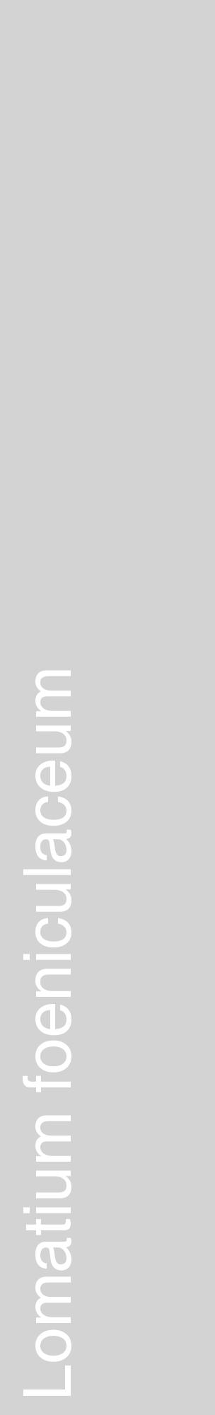 Étiquette de : Lomatium foeniculaceum - format c - style blanche56_basiquehel avec comestibilité