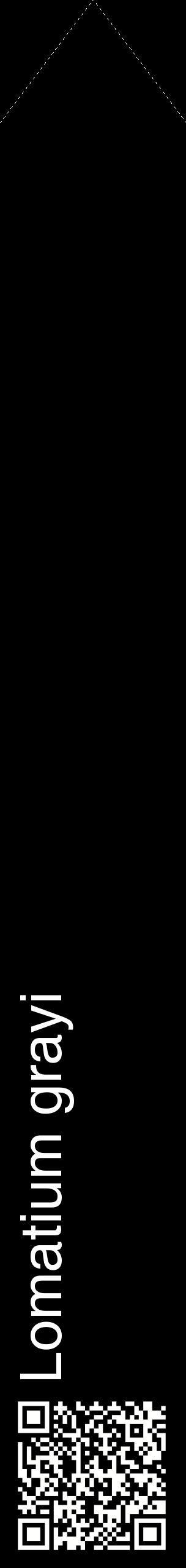 Étiquette de : Lomatium grayi - format c - style blanche59_simplehel avec qrcode et comestibilité