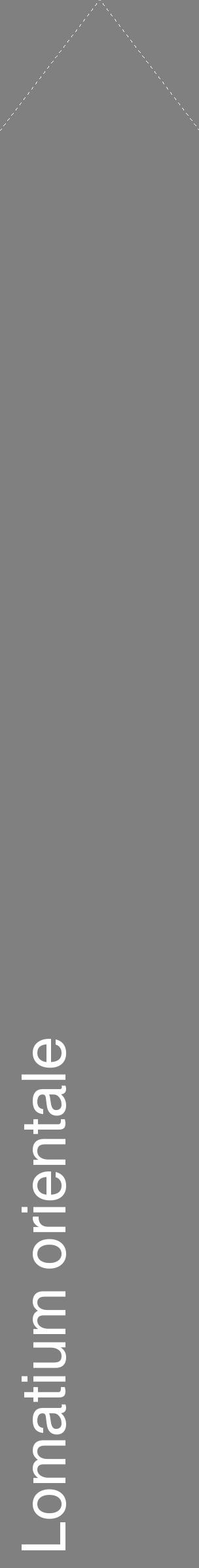 Étiquette de : Lomatium orientale - format c - style blanche57_simplehel avec comestibilité