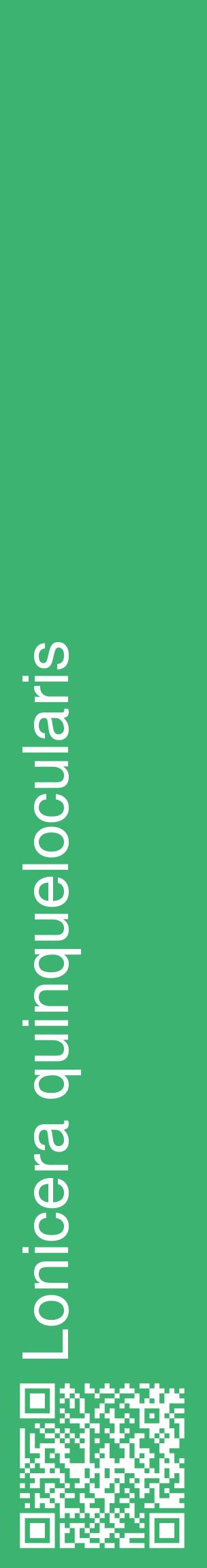 Étiquette de : Lonicera quinquelocularis - format c - style blanche12_basiquehel avec qrcode et comestibilité