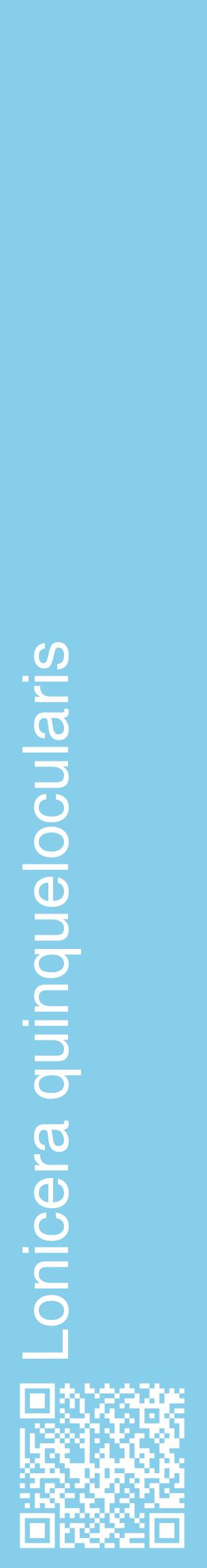Étiquette de : Lonicera quinquelocularis - format c - style blanche1_basiquehel avec qrcode et comestibilité
