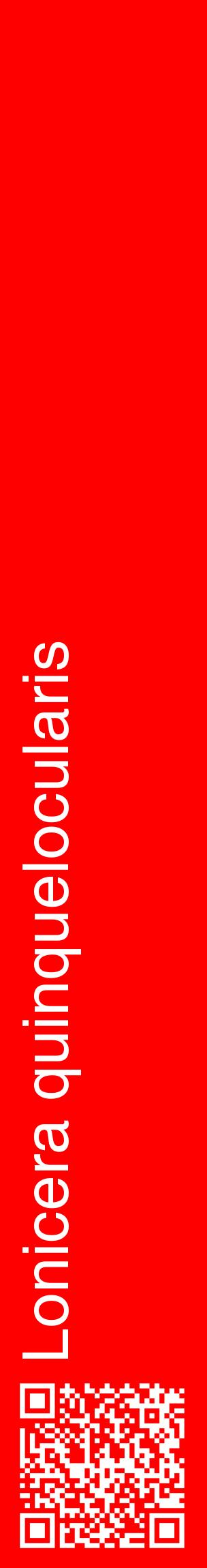 Étiquette de : Lonicera quinquelocularis - format c - style blanche27_basiquehel avec qrcode et comestibilité