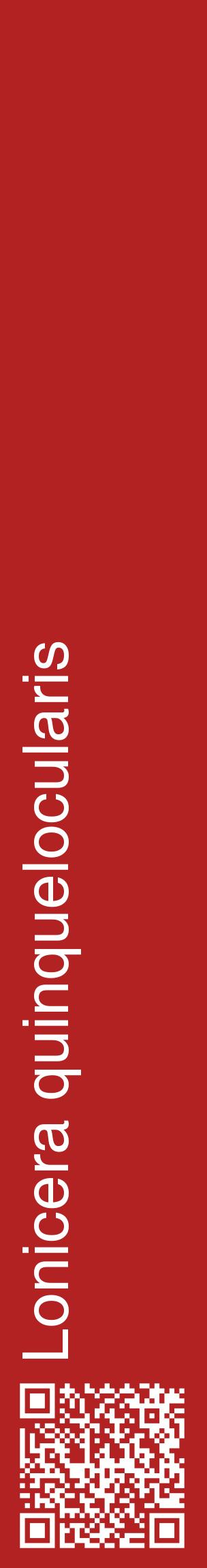 Étiquette de : Lonicera quinquelocularis - format c - style blanche28_basiquehel avec qrcode et comestibilité
