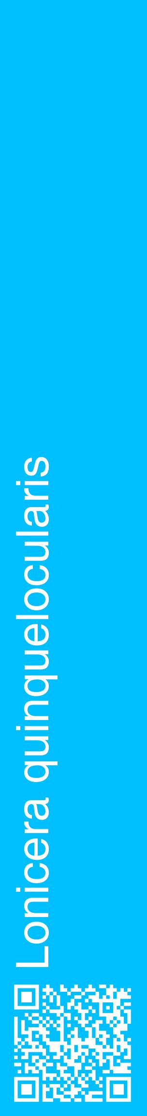 Étiquette de : Lonicera quinquelocularis - format c - style blanche2_basiquehel avec qrcode et comestibilité