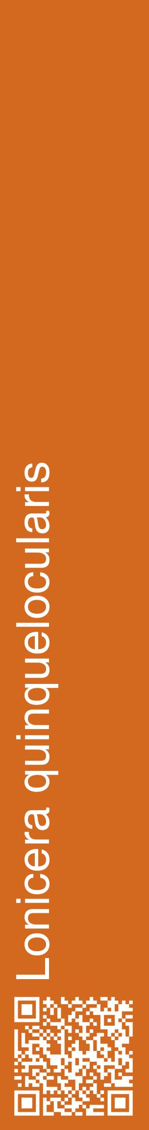 Étiquette de : Lonicera quinquelocularis - format c - style blanche31_basiquehel avec qrcode et comestibilité