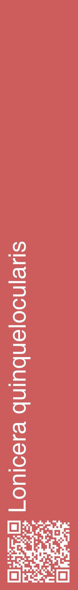 Étiquette de : Lonicera quinquelocularis - format c - style blanche35_basiquehel avec qrcode et comestibilité