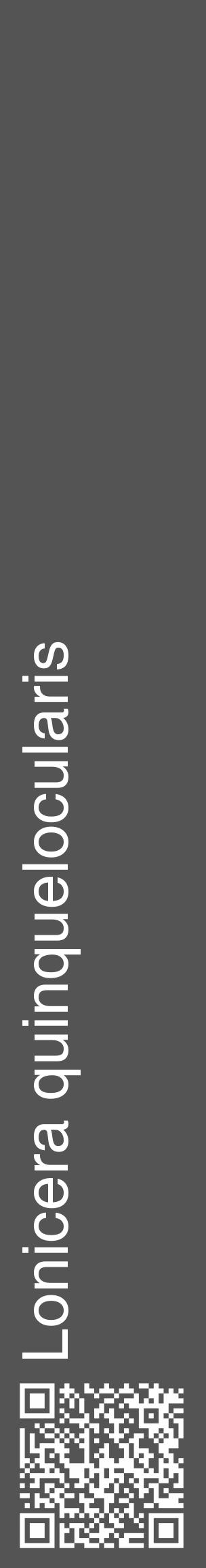 Étiquette de : Lonicera quinquelocularis - format c - style blanche36_basique_basiquehel avec qrcode et comestibilité - position verticale