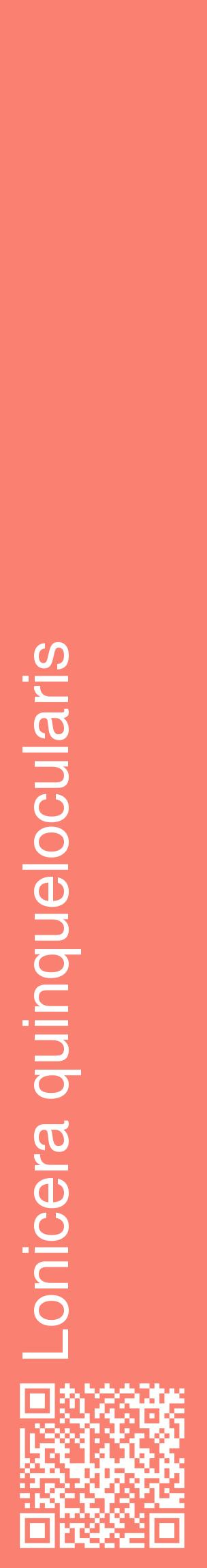 Étiquette de : Lonicera quinquelocularis - format c - style blanche38_basiquehel avec qrcode et comestibilité