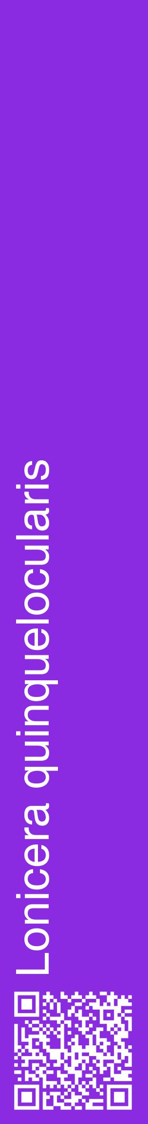 Étiquette de : Lonicera quinquelocularis - format c - style blanche49_basiquehel avec qrcode et comestibilité