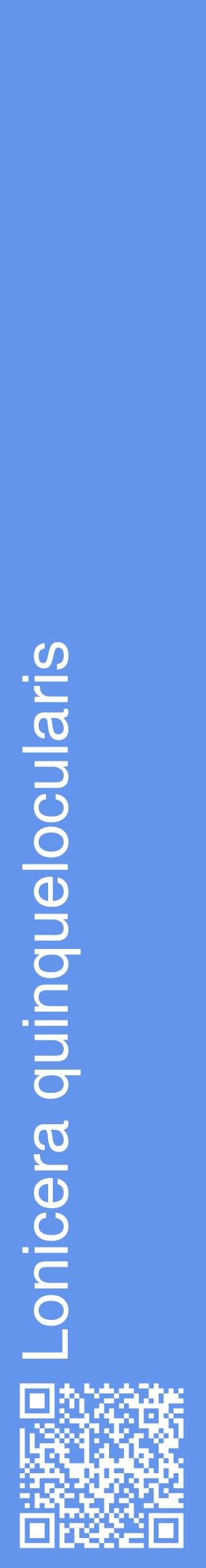 Étiquette de : Lonicera quinquelocularis - format c - style blanche4_basiquehel avec qrcode et comestibilité