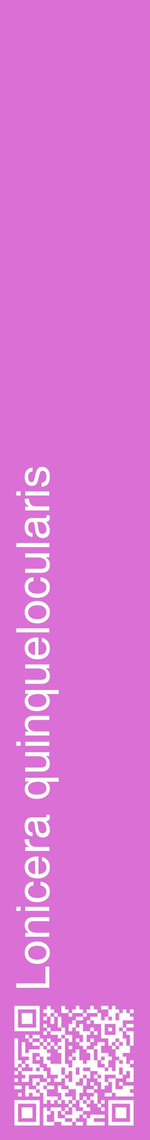 Étiquette de : Lonicera quinquelocularis - format c - style blanche52_basiquehel avec qrcode et comestibilité