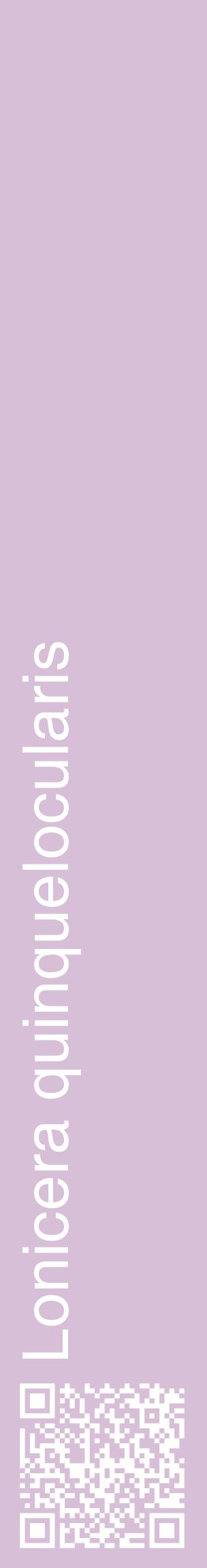 Étiquette de : Lonicera quinquelocularis - format c - style blanche54_basiquehel avec qrcode et comestibilité