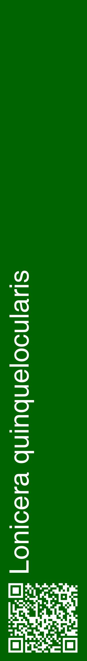 Étiquette de : Lonicera quinquelocularis - format c - style blanche8_basiquehel avec qrcode et comestibilité