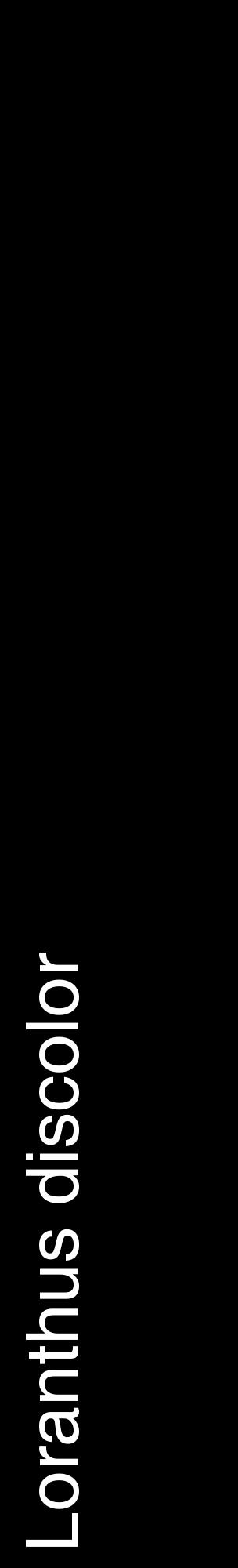 Étiquette de : Loranthus discolor - format c - style blanche59_basiquehel avec comestibilité