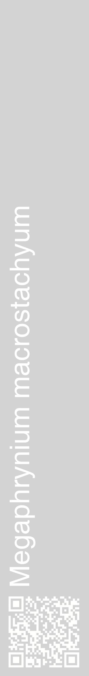 Étiquette de : Megaphrynium macrostachyum - format c - style blanche56_basiquehel avec qrcode et comestibilité