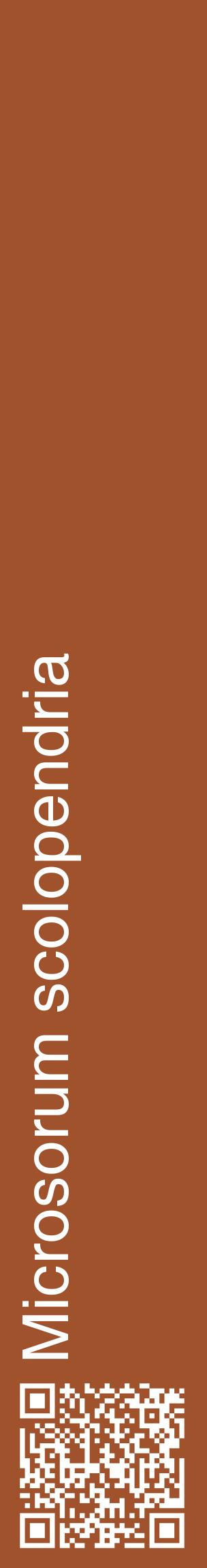 Étiquette de : Microsorum scolopendria - format c - style blanche32_basiquehel avec qrcode et comestibilité