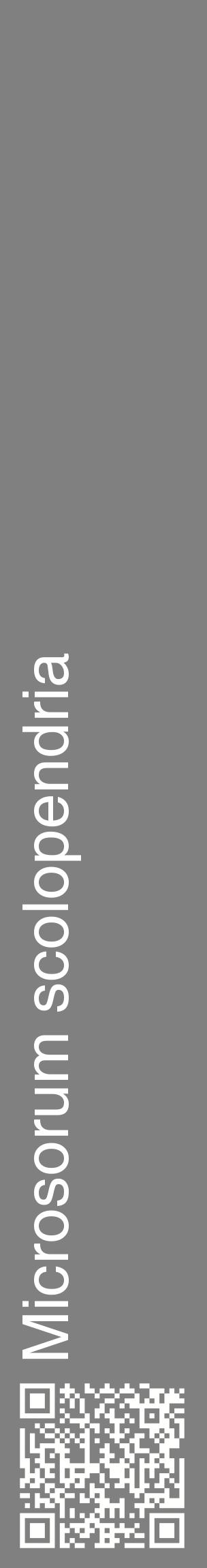 Étiquette de : Microsorum scolopendria - format c - style blanche57_basiquehel avec qrcode et comestibilité