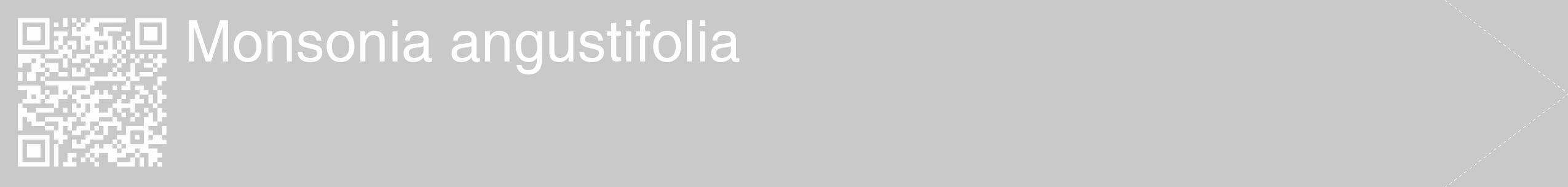 Étiquette de : Monsonia angustifolia - format c - style blanche54_simple_simplehel avec qrcode et comestibilité