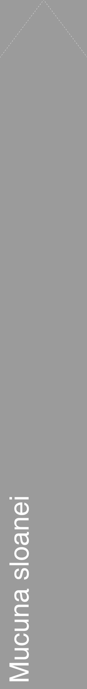 Étiquette de : Mucuna sloanei - format c - style blanche52_simple_simplehel avec comestibilité - position verticale