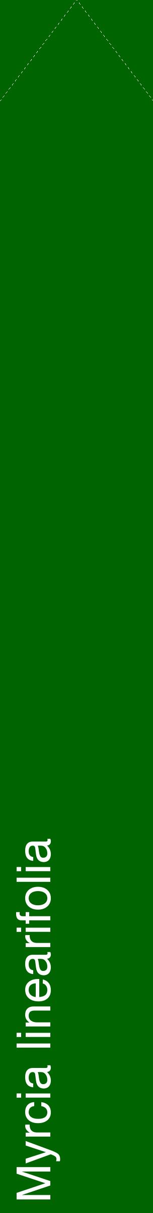 Étiquette de : Myrcia linearifolia - format c - style blanche8_simplehel avec comestibilité