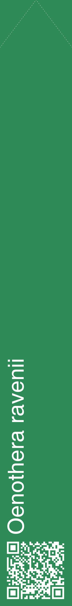 Étiquette de : Oenothera ravenii - format c - style blanche11_simplehel avec qrcode et comestibilité