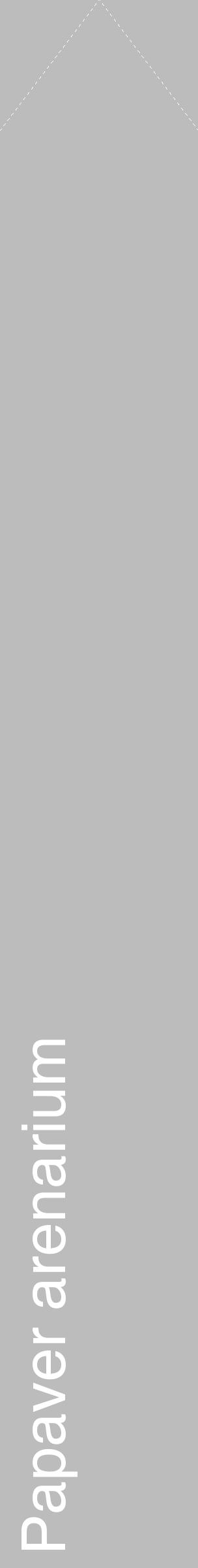 Étiquette de : Papaver arenarium - format c - style blanche1_simple_simplehel avec comestibilité - position verticale