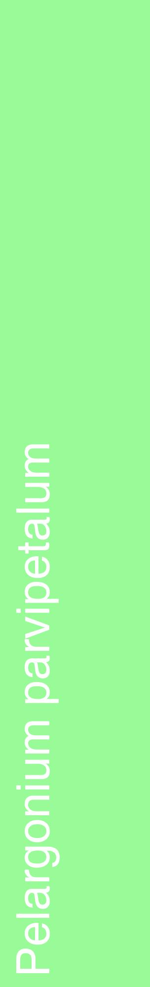 Étiquette de : Pelargonium parvipetalum - format c - style blanche14_basiquehel avec comestibilité