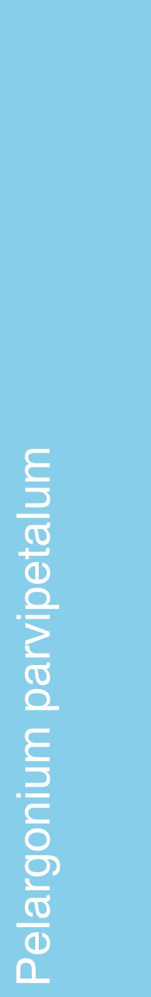 Étiquette de : Pelargonium parvipetalum - format c - style blanche1_basiquehel avec comestibilité