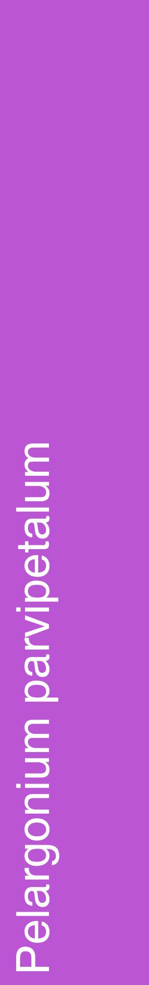 Étiquette de : Pelargonium parvipetalum - format c - style blanche50_basiquehel avec comestibilité