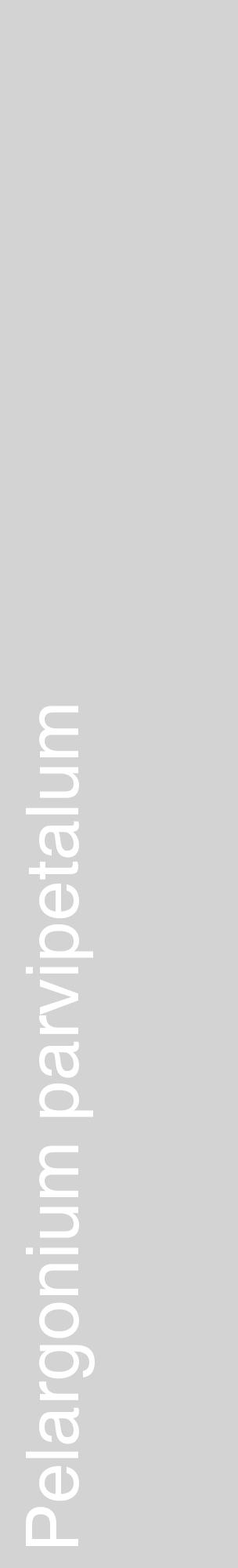 Étiquette de : Pelargonium parvipetalum - format c - style blanche56_basiquehel avec comestibilité