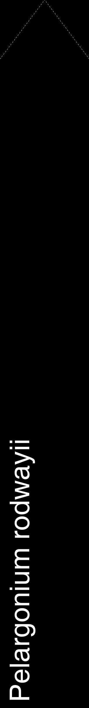 Étiquette de : Pelargonium rodwayii - format c - style blanche59_simplehel avec comestibilité