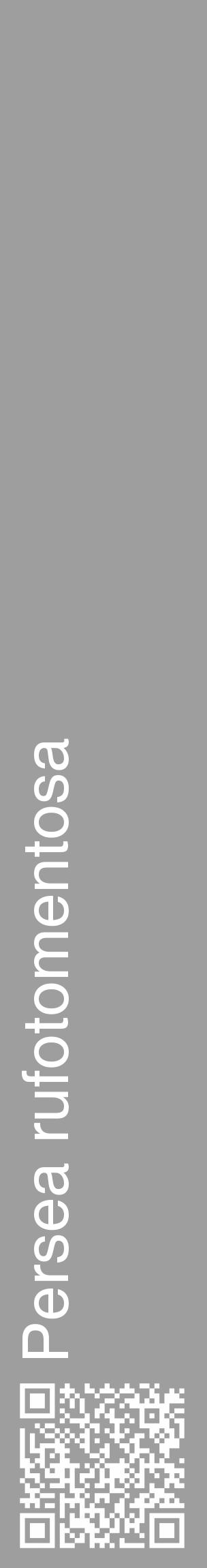 Étiquette de : Persea rufotomentosa - format c - style blanche23_basique_basiquehel avec qrcode et comestibilité - position verticale