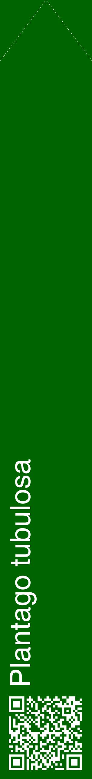 Étiquette de : Plantago tubulosa - format c - style blanche8_simplehel avec qrcode et comestibilité