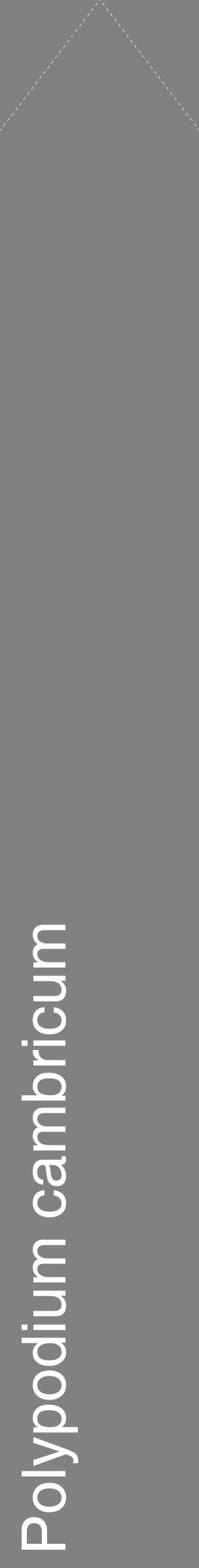 Étiquette de : Polypodium cambricum - format c - style blanche50_simple_simplehel avec comestibilité - position verticale