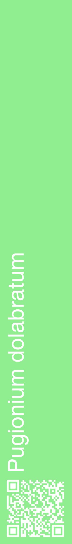 Étiquette de : Pugionium dolabratum - format c - style blanche15_basiquehel avec qrcode et comestibilité