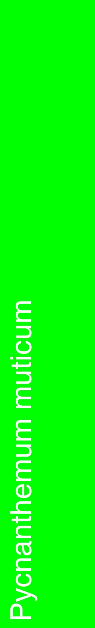 Étiquette de : Pycnanthemum muticum - format c - style blanche16_basiquehel avec comestibilité