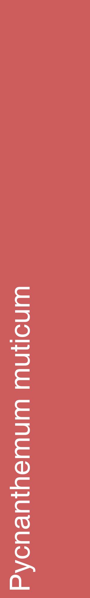 Étiquette de : Pycnanthemum muticum - format c - style blanche35_basiquehel avec comestibilité