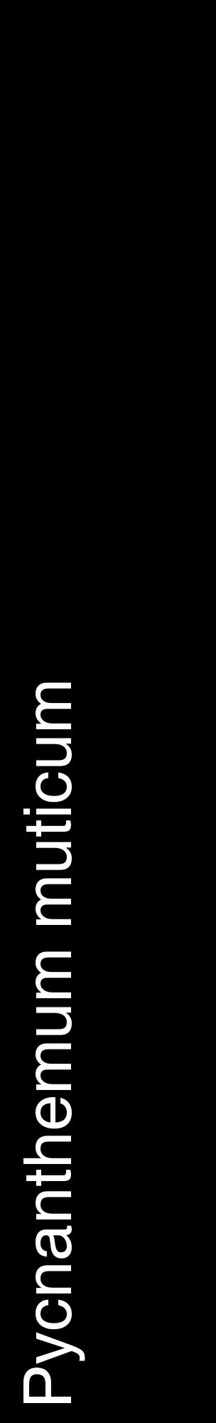 Étiquette de : Pycnanthemum muticum - format c - style blanche59_basiquehel avec comestibilité