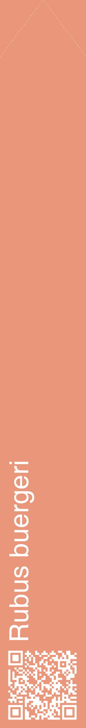 Étiquette de : Rubus buergeri - format c - style blanche37_simplehel avec qrcode et comestibilité