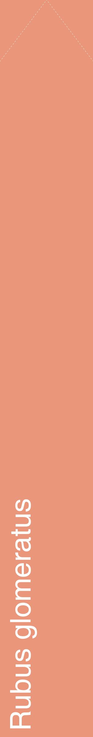 Étiquette de : Rubus glomeratus - format c - style blanche37_simplehel avec comestibilité