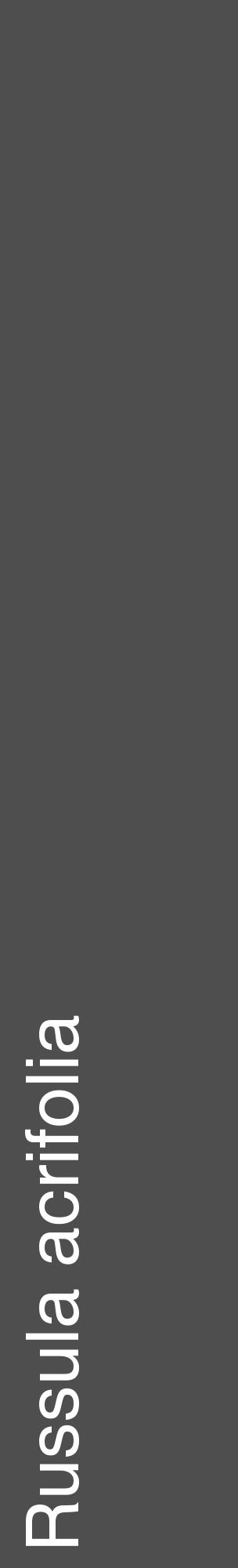Étiquette de : Russula acrifolia - format c - style blanche33_basique_basiquehel avec comestibilité - position verticale