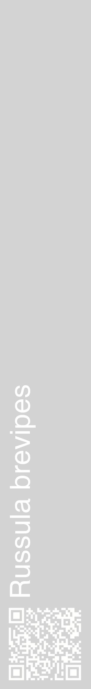 Étiquette de : Russula brevipes - format c - style blanche56_basiquehel avec qrcode et comestibilité