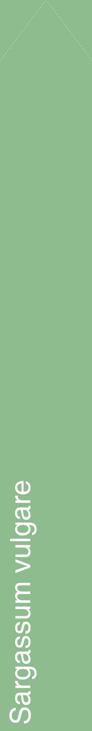 Étiquette de : Sargassum vulgare - format c - style blanche13_simplehel avec comestibilité