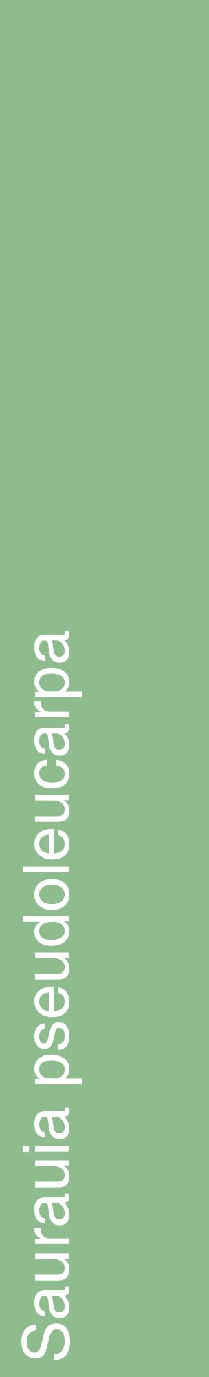 Étiquette de : Saurauia pseudoleucarpa - format c - style blanche13_basiquehel avec comestibilité