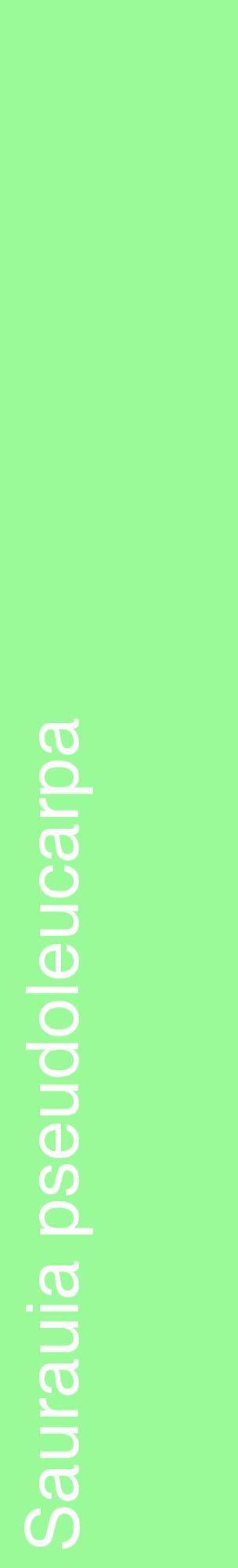 Étiquette de : Saurauia pseudoleucarpa - format c - style blanche14_basiquehel avec comestibilité