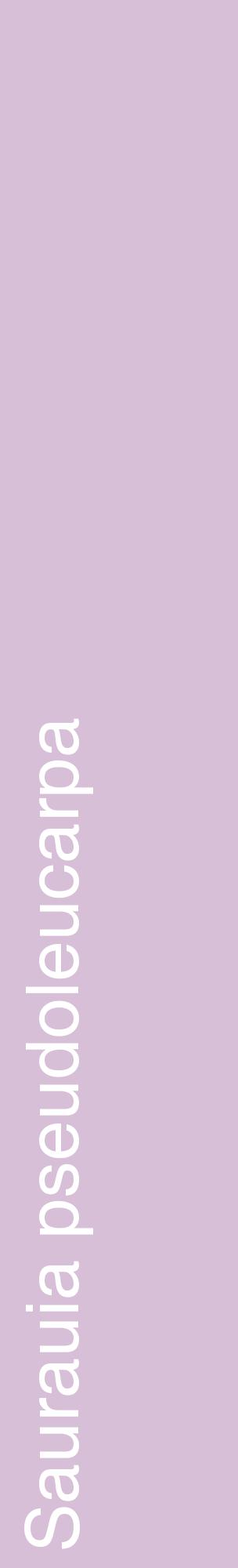 Étiquette de : Saurauia pseudoleucarpa - format c - style blanche54_basiquehel avec comestibilité