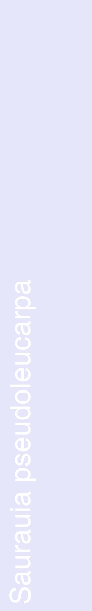 Étiquette de : Saurauia pseudoleucarpa - format c - style blanche55_basiquehel avec comestibilité