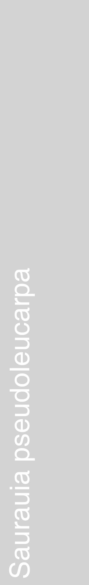 Étiquette de : Saurauia pseudoleucarpa - format c - style blanche56_basiquehel avec comestibilité